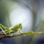 insect, anthropoda, invertebrate, macro, bug, nature, close-up, close up, cricket, field grasshopper, Chorthippus brunneus, Gomphocerinae, grasshopper, Gryllus brunneus, Acrididae, Orthoptera, green