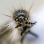 insect, caterpillar, macro, forest tent caterpillar, tent caterpillar, Malacosoma disstria, Virginia, wildlife, animal, nature, invertebrate, anthropoda, close-up, close up, tent moth caterpillar, blue, pattern, intricate