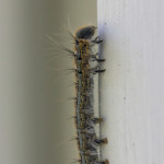 insect, caterpillar, macro, forest tent caterpillar, tent caterpillar, Malacosoma disstria, Virginia, wildlife, animal, nature, invertebrate, anthropoda, close-up, close up, tent moth caterpillar, blue, pattern, intricate