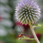 insect, macro, leaffooted bug nymph, nymph, leaffooted,globe thistle, red and black, bug, Norfolk, Virginia, Leptoglossus phyllopus, leaffooted stink bug, western conifer seed bug, invertebrate, Anthropoda, close-up, close up, inspiration, flower, floral, nature, bloom, spike, spikes, garden, sunny, leaf