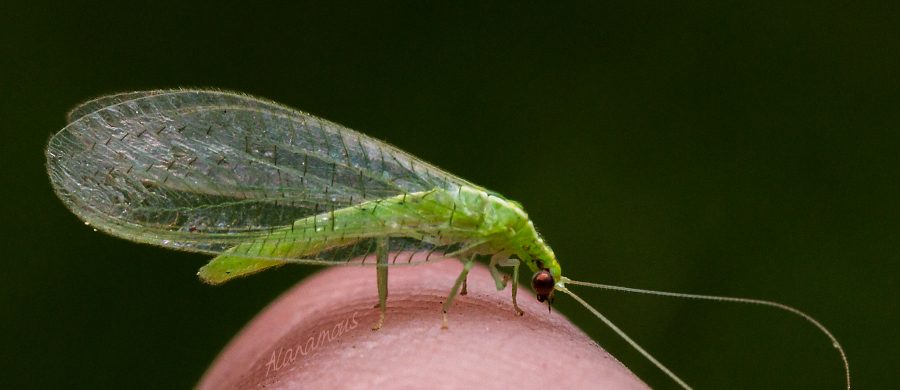 Alanamous, Alana Glaves, lacewing, green, Norfolk, Virginia, macro, bug, nature, close-up, close up