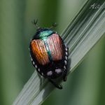 Alanamous, Japanese beetle, Popillia japonica, green, beetle, Scarabaeidae, animal, anthropod, beetle, bug, coleopteran, bug, insect, nature, insect, anthropoda, invertebrate, macro, bug, nature, close-up, close up, nature photography, insect photography, Alanamous, Alana Glaves, Norfolk, Virginia, VA, Virginia, Virginia photographer, Tidewater, Hampton Roads, Coastal Virginia, Hampton, Newport News, Virginia Beach, Suffolk, Portsmouth, photography