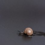 snail, insect, Alanamous, nature, wildlife, mollusk, allogona, Broad-banded Forestsnail, Allogona profunda