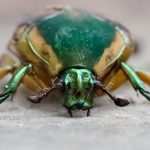 Cotinis nitida, Scarabaeidae, animal, anthropod, beetle, bug, coleopteran, dragon, green, green june beetle, green june bug, insect, june beetle, june bug, macro, monster, summer, tiny dragon, tiny monster, insect, anthropoda, invertebrate, macro, bug, nature, close-up, close up, nature photography, insect photography, Alanamous, Alana Glaves, Norfolk, Virginia, VA