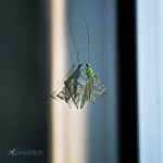 Mayfly, lacewing, nymph, lacewing nymph, wings, reflection, insect, anthropoda, invertebrate, green, macro, bug, nature, close-up, close up