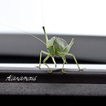 Katydid, leaf bug, fork-tailed bush katydid, red eyes, insect, anthropoda, invertebrate, green, macro, bug, nature, close-up, close up