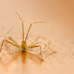 assassin bug, wheel bug, orange assassin bug, insect, anthropoda, invertebrate, Hemiptera, Reduvidae, Pselliopus, barberi, orange, macro, bug, nature, close-up, close up, dust, lint, fur, tangled, tangle, table, wood, bokeh