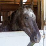 animal, animals, horse, equestrian, Beau, rescue horse, farm, Virginia, animal photography, portrait, stable, barn, horse in stable, animal nose, horse head, one animal, single animal, quarter horse, bay horse, looking through window, looking out, animal pen, friendly, open, animal portrait, animal portraits, animal photography, animal photograph, horse photo, horse photography, Donna Maria St. John, rescued horse, rescue animal, rescued animal, Sky